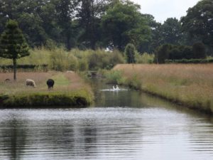 waterweg-dieren