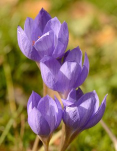 krokus-herfst-crocus-speciosus-herfstkrokus
