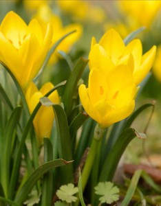 sternbergia-sternbergia-lutea-sternbergia-herfstna