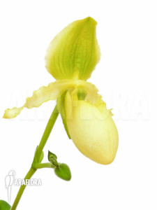 Paphiopedilum pinocchio (15)